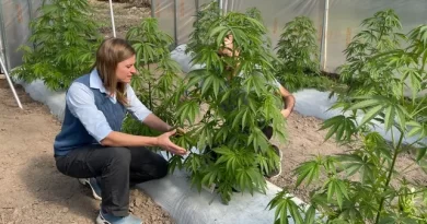 Cannabis: cómo es la primera producción pública en Santa Fe