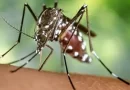 Chikungunya: en Rosario ya hay 26 casos, y 735 de dengue