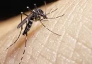 Dengue: cuáles son los principales consejos y medidas de prevención