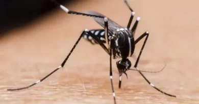 Dengue en Santa Fe: tercera semana con descenso en la curva de casos